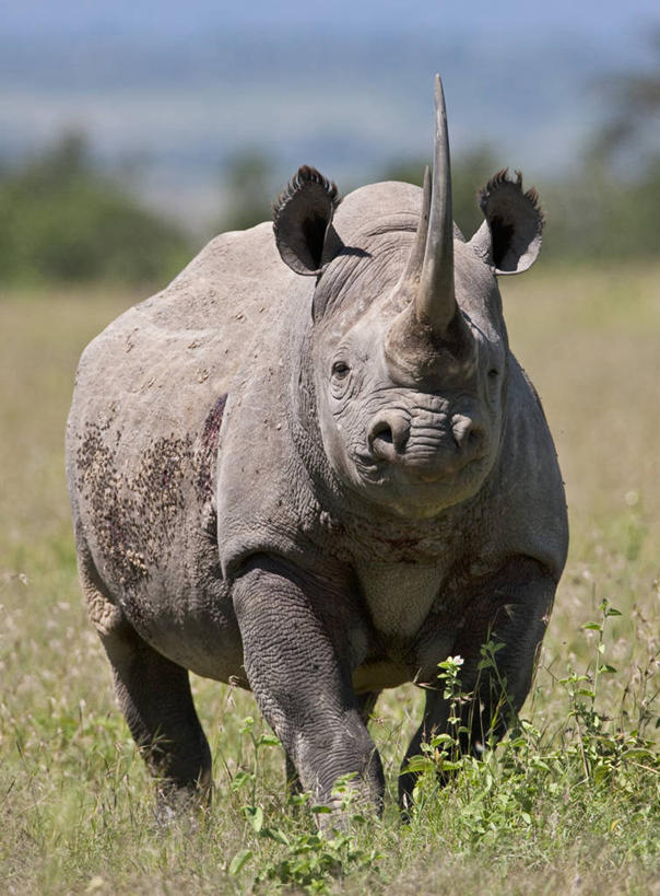 竖图,哺乳动物,野生动物,肯尼亚,动物,摄影,黑犀牛,濒危物种,犀牛,彩图,中央省