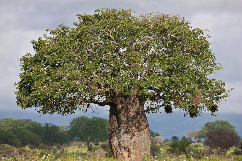 横图,室外,肯尼亚,摄影,猴面包树,彩图