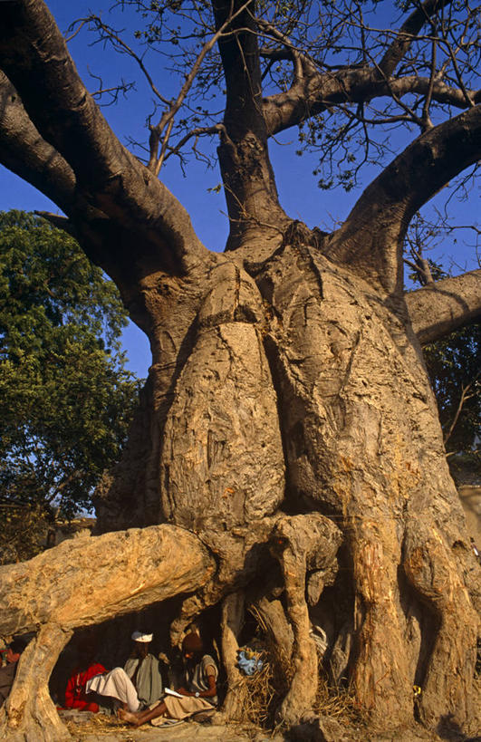 竖图,印度,节日,庆祝,文化,庆典,摄影,纪念,颠倒,朝圣节,印度文化,印度教,北方邦,猴面包树,彩图,阿拉哈巴德