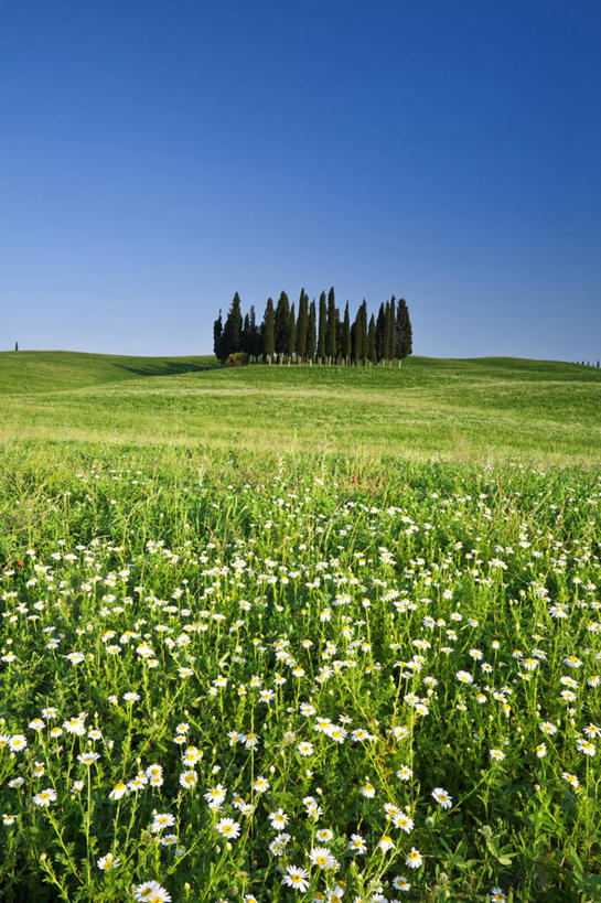 无人,竖图,室外,白天,留白,旅游,度假,美景,山,意大利,欧洲,景观,娱乐,花,树,蓝色,天空,自然,春天,夏天,享受,休闲,景色,放松,摄影,自然风光,意大利文化,托斯卡纳区,维得斯卡,彩图,丝柏
