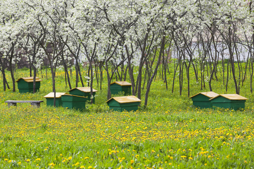 无人,横图,室外,白天,农业,草地,美景,俄罗斯,景观,树,风景,自然,景色,摄影,自然风光,蜂箱,彩图,苏兹达尔