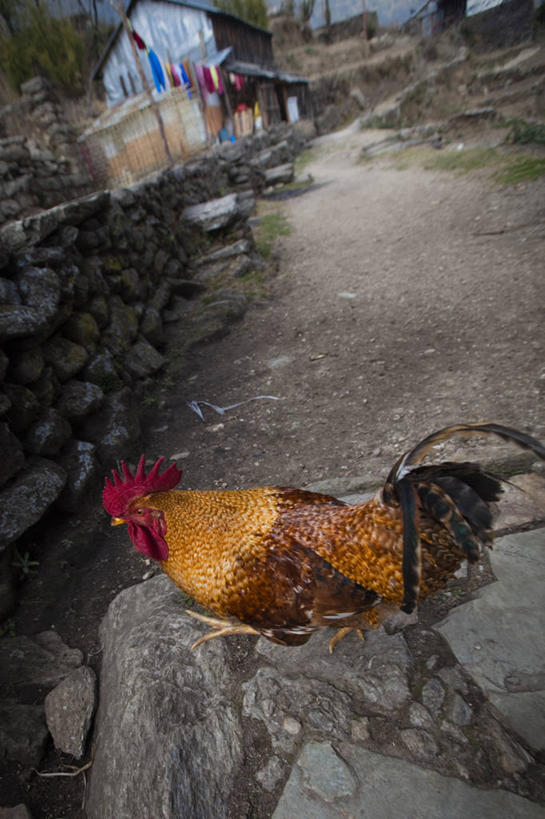 无人,竖图,俯视,室外,白天,尼泊尔,鸟类,冬天,动物,寒冷,摄影,牲畜,公鸡,彩图,高角度拍摄