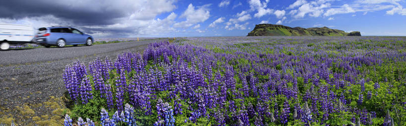 无人,横图,全景,室外,白天,留白,运动模糊,美景,汽车,欧洲,景观,路边,车,花,紫色,自然,交通工具,景色,运输,摄影,生长,自然风光,载具,露营,野营,房车,宿营,露营车,彩图,对焦,拖挂式房车