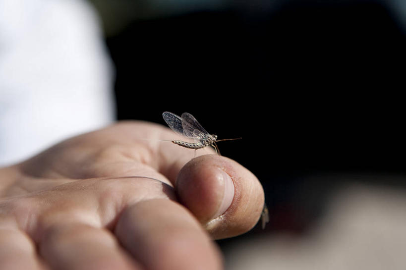 手,一个人,横图,室外,特写,白天,留白,美国,昆虫,动物,摄影,栖息,部分,脆弱,怀俄明,蜉蝣,彩图,对焦