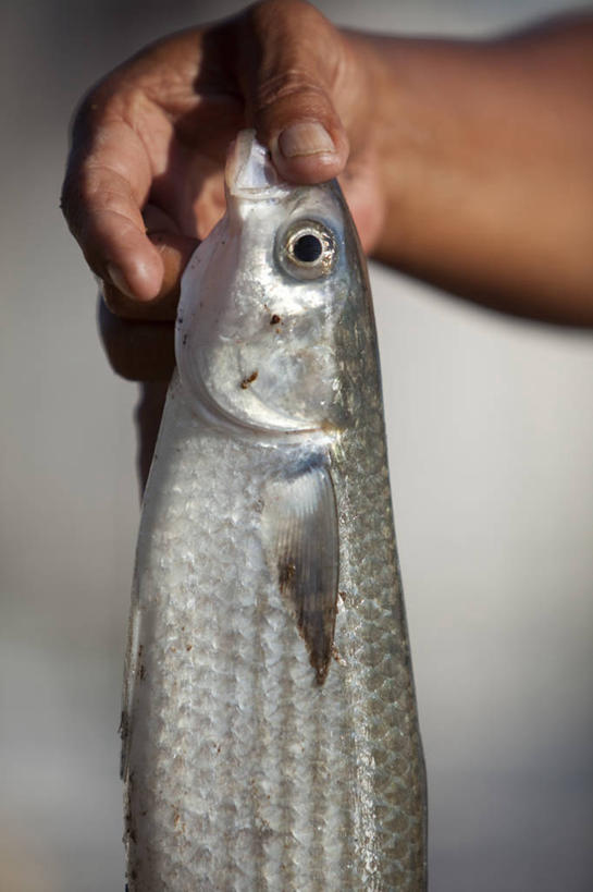 成年人,手,一个人,竖图,室外,特写,白天,海洋,鱼类,摄影,部分,瓦胡岛,夏威夷群岛,威基基,太平洋岛屿,休闲活动,彩图,钓鱼