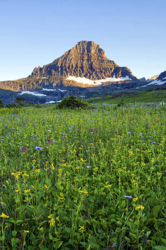 无人,公园,竖图,室外,留白,草地,山,雪,美国,山顶,田地,野花,花,风景,摄影,生长,北美,北美洲,国家公园,美洲,蒙大拿州,冰川国家公园,北亚美利加洲,亚美利加洲,蒙大拿,长空之乡,财富之州,冰河国家公园,沃特顿冰川国际和平公园,彩图,旅行,美利坚合众国,沃特顿.冰川国际和平公园,对焦