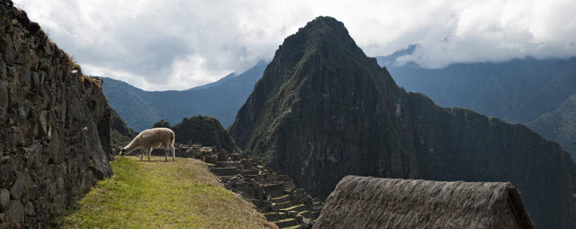 无人,横图,全景,室外,白天,留白,山,山脉,野生动物,秘鲁,地形,山顶,宏伟,历史,骆驼,废墟,风景,动物,地标建筑,南美,可爱,摄影,活泼,考古学,羊驼,古文明,印加遗迹,马丘比丘,沙漠之舟,驼羊,印加帝国,美洲驼,古代文明,安地斯山脉,彩图,联合国教科文组织,对焦,帝国