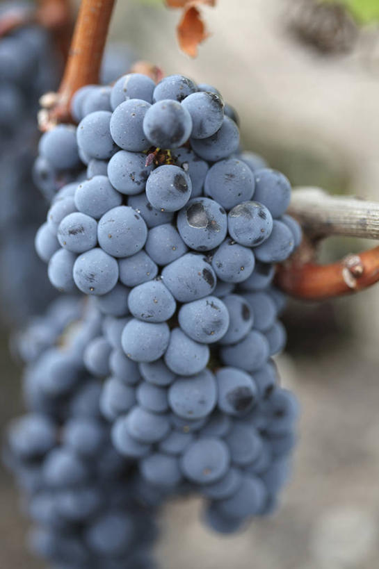 无人,竖图,室外,白天,葡萄,水果,法国,欧洲,串,饮食,摄影,生长,清新,波尔多,彩图,对焦