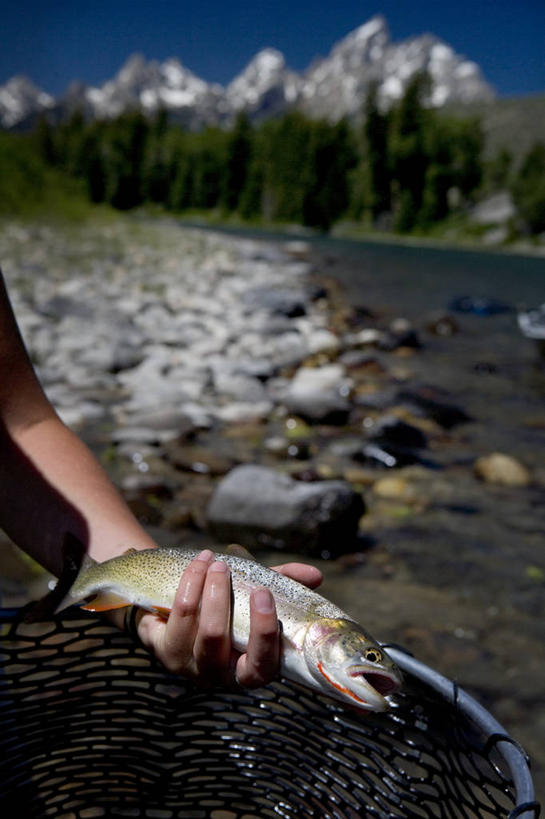 成年人,手,一个人,竖图,室外,白天,河流,山,水,美国,仅一个女性,一把,拿着,鱼类,动物,摄影,渔网,部分,清新,怀俄明,蛇河,杰克逊霍尔,女人,彩图,钓鱼,对焦