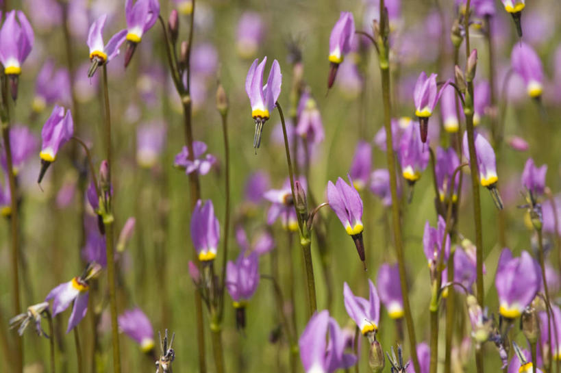 无人,横图,室外,特写,白天,流星,美景,美国,盛开,景观,野花,花蕾,花,花瓣,花朵,鲜花,粉色,自然,春天,花苞,花蕊,景色,摄影,生长,加利福尼亚,自然风光,彩图,对焦,塔基