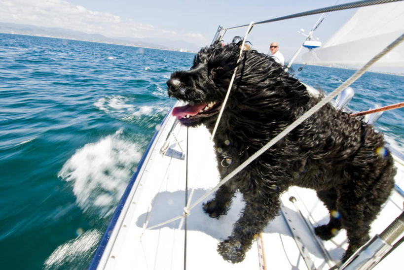 成年人,横图,室外,白天,纯洁,海洋,水,风,船,宠物,狗,墨西哥,贵宾犬,动物,家畜,可爱,童年,童趣,摄影,航海,迅速,拉丁美洲,童真,烂漫,无邪,机敏,葡萄牙水犬,天真,男人,休闲活动,彩图