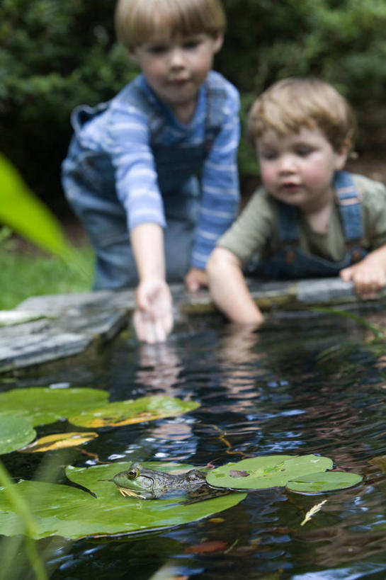 西方人,婴儿,儿童,两个人,兄弟,竖图,室外,白天,留白,纯洁,水,睡莲,青蛙,欧洲,美国,欧洲人,池塘,牛蛙,小孩,动物,可爱,童年,摄影,活泼,观看,宝宝,纯真,烂漫,无邪,马萨诸塞,伶俐,天真,男孩,男性,白种人,孩子,半身,彩图,对焦,好奇心,贝弗利