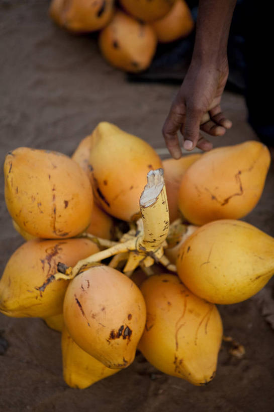成年人,手,一个人,竖图,室外,特写,白天,椰子,斯里兰卡,亚洲,仅一个男性,串,饮食,黄色,摄影,部分,清新,南亚,斯里兰卡民主社会主义共和国,尼甘布,彩图