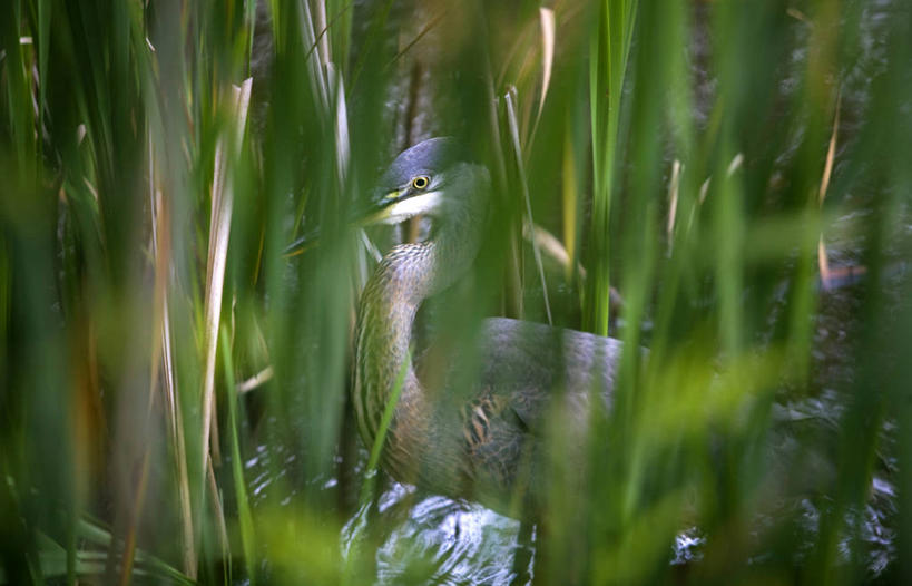 无人,横图,室外,白天,湖,水,芦苇,野生动物,美国,鸟类,动物,摄影,北美,北美洲,肖像,美洲,大蓝苍鹭,机敏,新罕布什尔州,北亚美利加洲,亚美利加洲,新罕布什尔,新罕布夏州,花岗岩州,花冈岩之州,滑雪之州,新英格兰,纽英仑,彩图,美利坚合众国,对焦