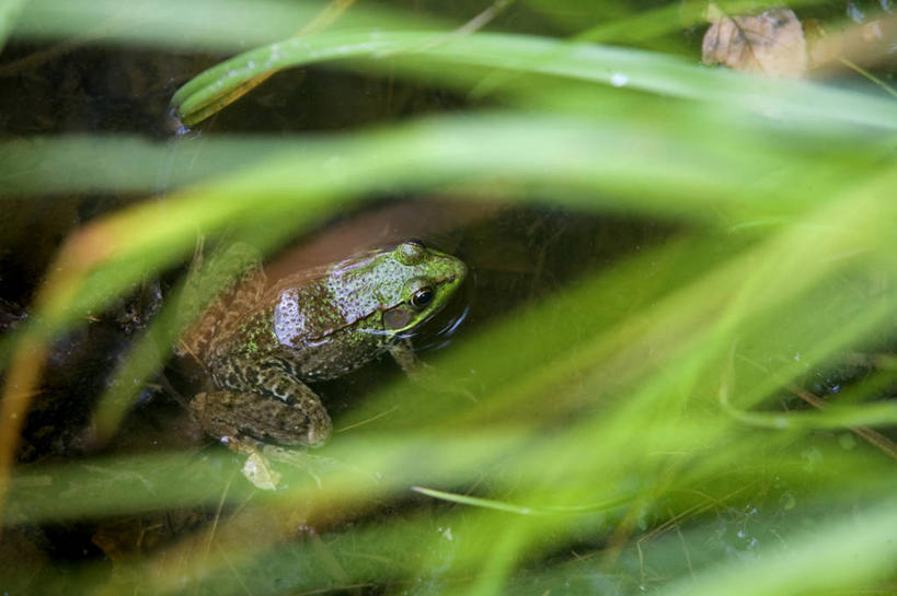 无人,横图,俯视,室外,白天,留白,水,芦苇,青蛙,野生动物,美国,牛蛙,动物,摄影,沼泽,肖像,机敏,马萨诸塞,彩图,高角度拍摄,对焦