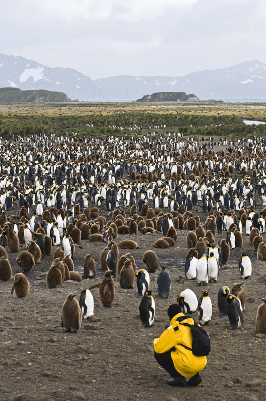 成年人,一个人,蹲,竖图,室外,白天,山,山脉,企鹅,野生动物,仅一个男性,一群,许多,行人,游客,游人,鸟类,很多,路人,旅客,背面,动物,寒冷,摄影,索尔兹伯里平原,南乔治亚岛,次南极区群岛,过客,男人,彩图,旅行,对焦