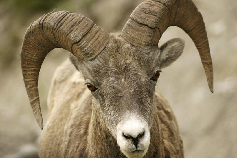 无人,横图,室外,白天,野生动物,羊,加拿大,动物,可爱,摄影,牲畜,活泼,国家公园,肖像,大角羊,盘角羊,盘羊,亚伯达,绵羊,彩图,联合国教科文组织,对焦