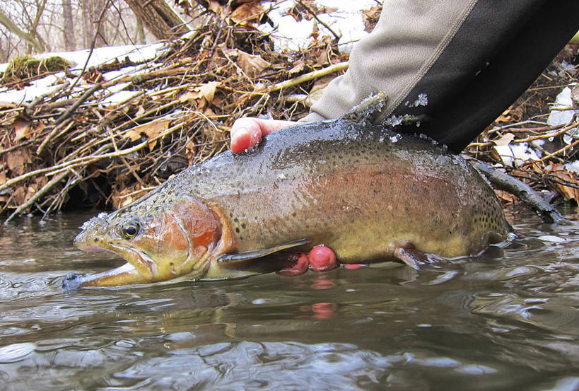 成年人,手,一个人,横图,室外,白天,留白,河流,水,野生动物,美国,仅一个男性,拿着,鱼类,动物,摄影,部分,虹鳟鱼,成就,新泽西,男人,彩图,对焦