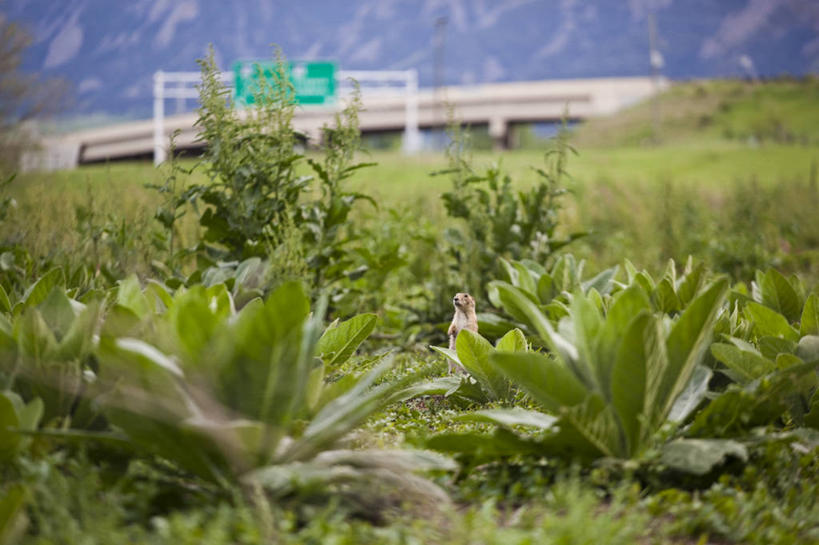无人,横图,室外,白天,留白,野生动物,美国,自然,动物,摄影,生长,科罗拉多州,机敏,彩图,草原土拨鼠,对焦,好奇心