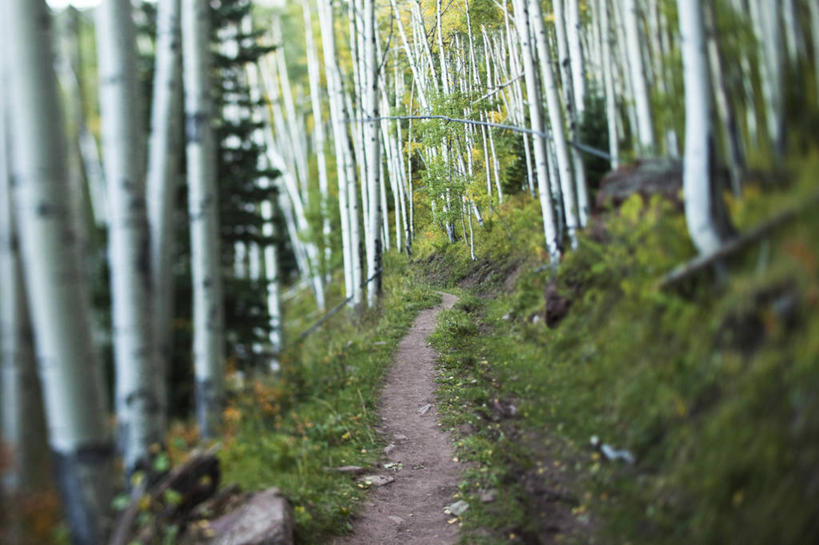 无人,横图,室外,白天,留白,森林,美国,小路,树,风景,自然,摄影,生长,白杨树,白杨,科罗拉多州,大叶杨,秋天,彩图,颤杨,冲天杨,响杨,对焦