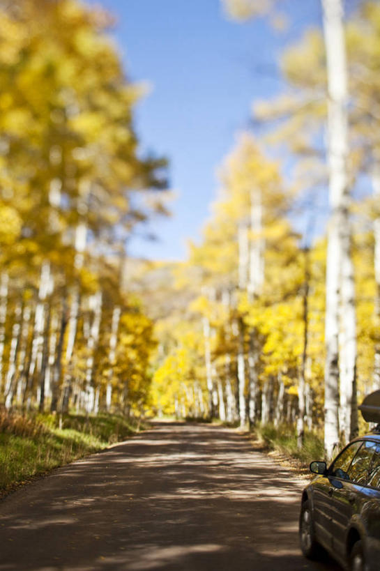 无人,竖图,室外,白天,留白,森林,路,汽车,美国,树,运输,摄影,白杨树,白杨,科罗拉多州,大叶杨,秋天,彩图,颤杨,冲天杨,响杨,对焦