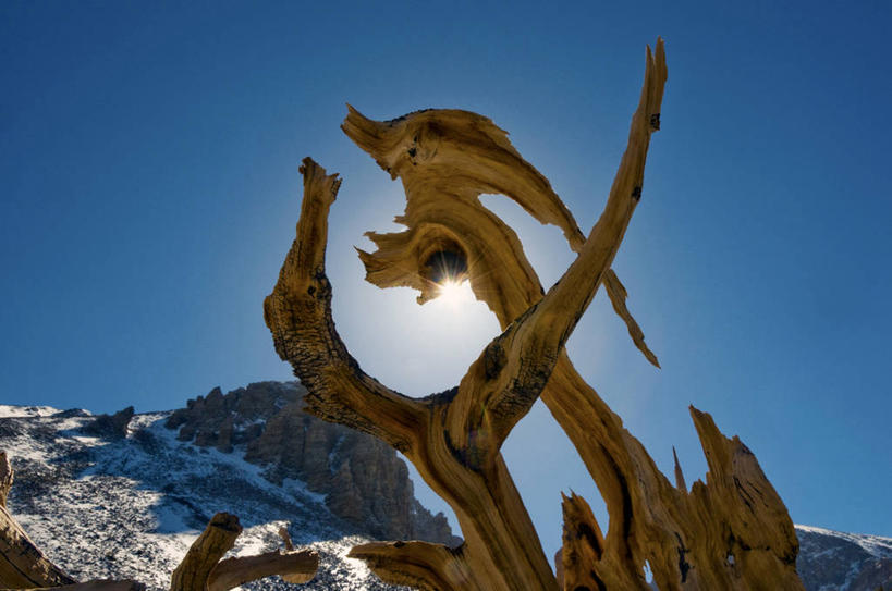 无人,横图,室外,白天,沙漠,山,太阳,雪,日光,美国,沮丧,地形,树,风景,自然,摄影,宁静,内华达州,万里无云,大盆地国家公园,狐尾松,彩图