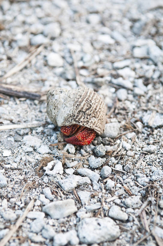 蟹,无人,竖图,室外,特写,白天,旅游,度假,美景,野生动物,贝壳,库克群岛,景观,寄居蟹,娱乐,红色,自然,享受,休闲,景色,放松,摄影,宁静,隐藏,自然风光,白住房,干住屋,甲壳动物,拉罗汤加岛,彩图