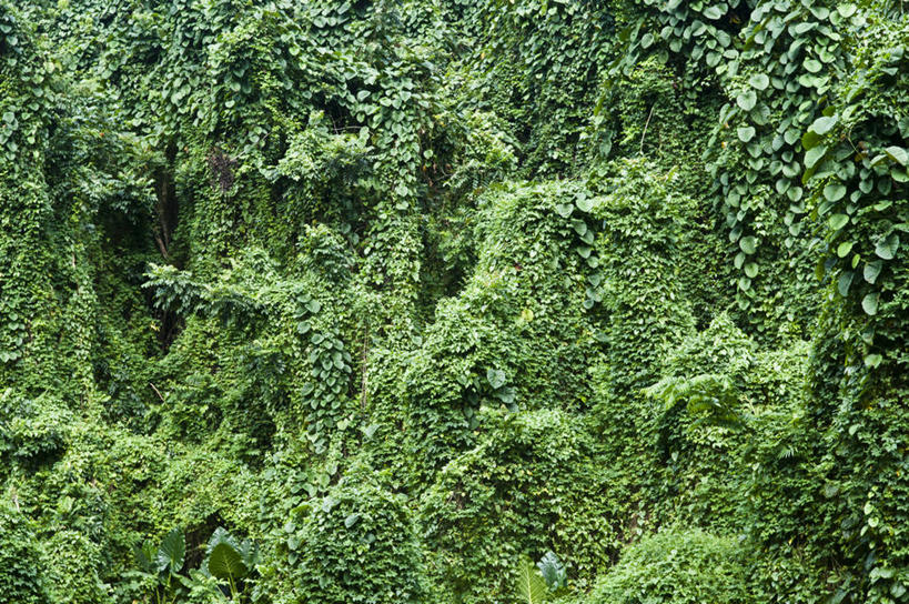 无人,横图,室外,白天,背景,旅游,度假,美景,库克群岛,丰富,景观,娱乐,绿色,自然,享受,休闲,景色,放松,摄影,生长,宁静,自然风光,拉罗汤加岛,彩图,全画面,全框架,全帧,全画幅