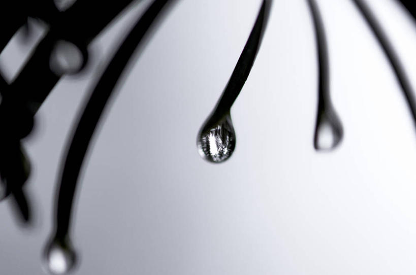 无人,横图,室外,特写,白天,留白,水,松树,美国,半透明,反射,水滴,摄影,简单,内华达州,松木,彩图