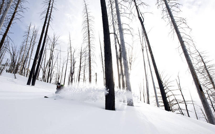 一个人,横图,室外,白天,仰视,森林,雪,美国,废弃,朦胧,模糊,冬天,极限运动,风景,寒冷,摄影,销毁,蒙大拿州,森林火灾,下移,技能,滑雪运动,烧毁,彩图,低角度拍摄
