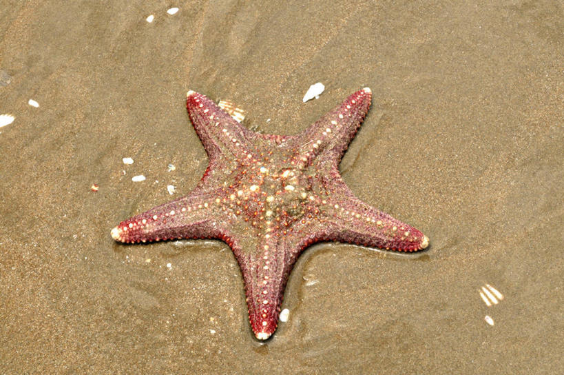 无人,横图,室外,特写,白天,水,海星,越南,湿,沙子,首都,摄影,河内,海滩,彩图