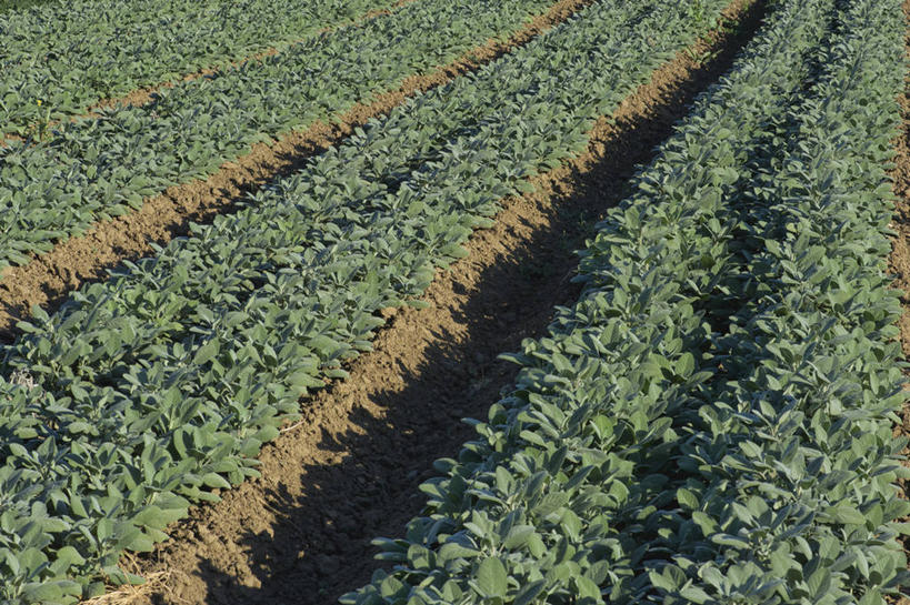 无人,农场,横图,俯视,室外,白天,农业,农作物,美国,一排,整齐,排列,自然,摄影,有机食品,生长,鼠尾草,队列,清新,加利福尼亚,种植园,彩图,高角度拍摄,北加利福尼亚州