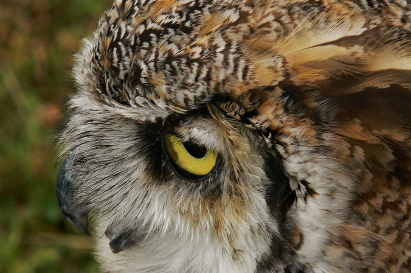 无人,横图,室外,特写,白天,野生动物,羽毛,美国,摄影,部分,鹰雕,彩图,大雕