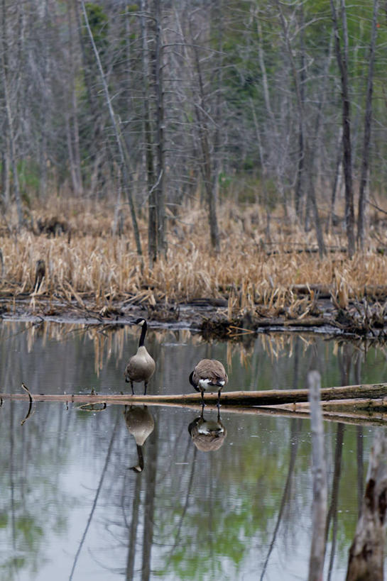 无人,竖图,室外,白天,鹅,野生动物,加拿大,反射,鸟类,池塘,树,自然,动物,两只,摄影,圆木,彩图
