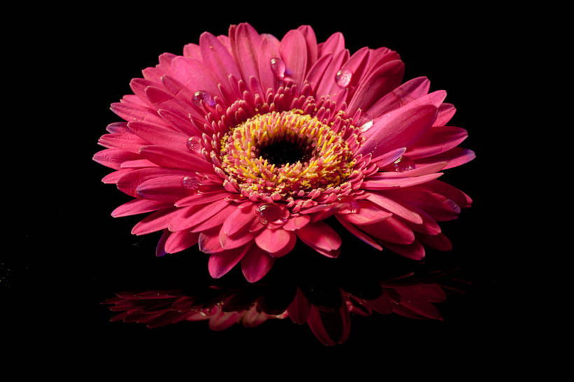 无人,横图,美景,英国,黑色背景,盛开,反射,景观,水滴,非洲雏菊,花蕾,花,花瓣,花朵,鲜花,一朵,粉色,自然,花苞,花蕊,景色,摄影,脆弱,清新,自然风光,彩图,影棚拍摄