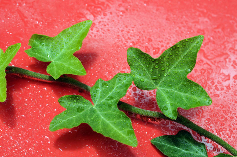 无人,横图,室外,特写,水,叶子,意大利,水滴,常春藤,红色,自然,摄影,清新,彩图