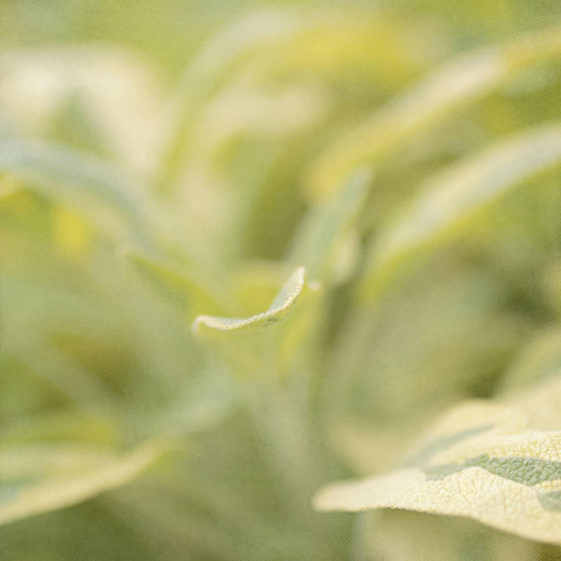 无人,方图,室外,特写,白天,背景,叶子,美国,绿色,自然,摄影,鼠尾草,脆弱,清新,加利福尼亚,圣何塞,彩图,全画面,全框架,全帧,全画幅