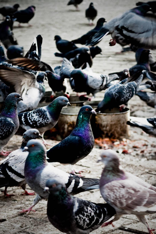 无人,竖图,室外,特写,白天,鸽子,野生动物,罗马尼亚,一群,许多,鸟类,首都,很多,摄影,多样,布加勒斯特,彩图