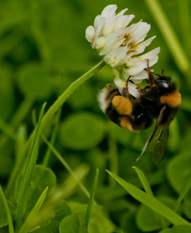 无人,竖图,室外,特写,白天,野生动物,英国,盛开,昆虫,茎,三叶草,花蕾,花,花瓣,花朵,鲜花,一朵,自然,花苞,花蕊,摄影,清新,花粉,授粉,大黄蜂,北约克郡,彩图