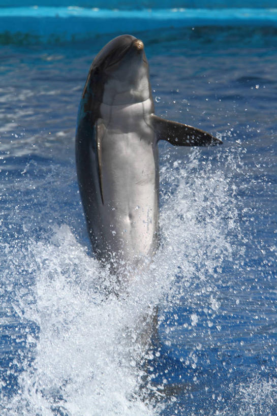 无人,跳,竖图,室外,白天,海洋,海豚,西班牙,溅,鱼类,摄影,巴伦西亚省,彩图