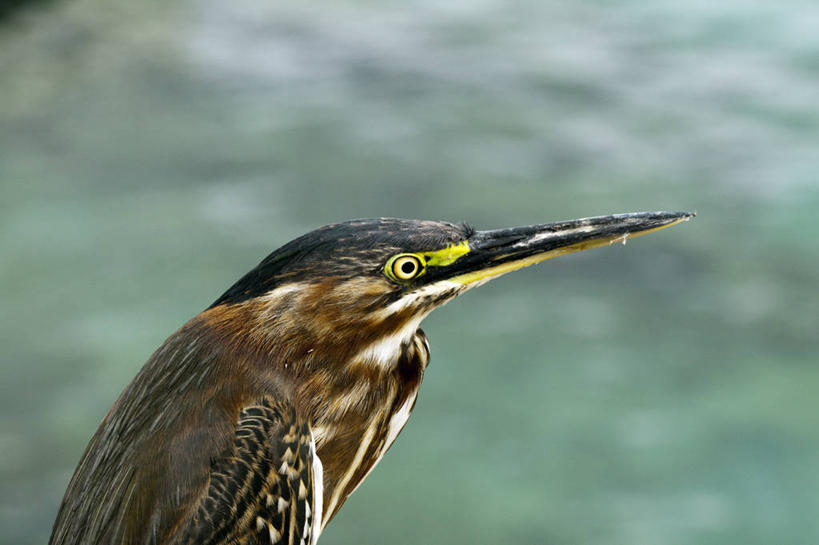 无人,横图,室外,特写,白天,水,鸟,野生动物,苍鹭,鸟类,摄影,喙,灰鹳,彩图