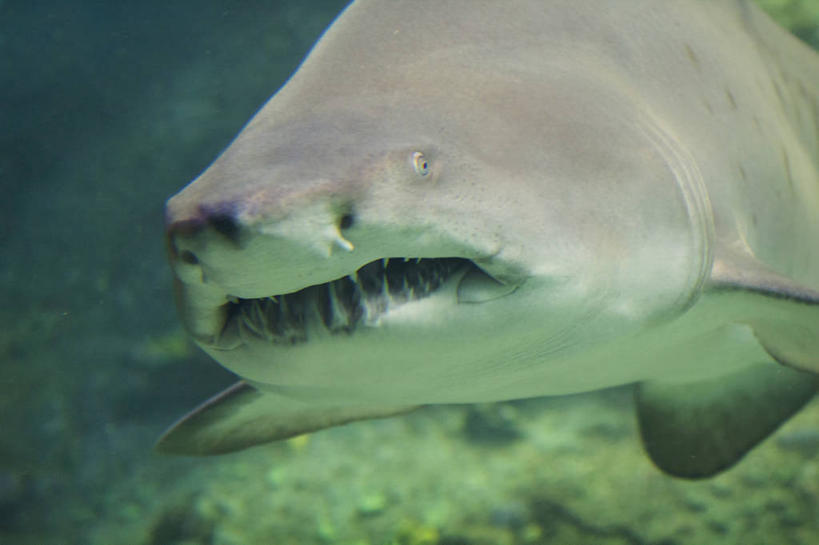 游泳,无人,横图,特写,水下,水,鲨鱼,美国,水族馆,动物,摄影,北美,北美洲,美洲,北卡罗来纳州,北亚美利加洲,亚美利加洲,北卡罗来纳,焦油脚根之州,黑油鞋根之州,老北州,危险,彩图,美利坚合众国