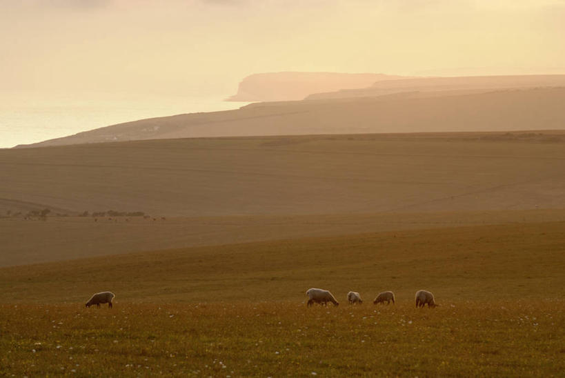 无人,横图,室外,日光,英国,地形,云,英格兰,天空,自然,黄昏,家畜,摄影,牲畜,五只,宁静,伊斯特本,绵羊,彩图
