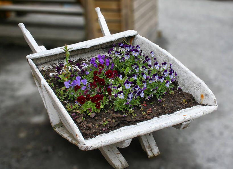 无人,横图,室外,白天,挪威,花,摄影,生长,脆弱,清新,三色紫罗兰,独轮手推车,彩图