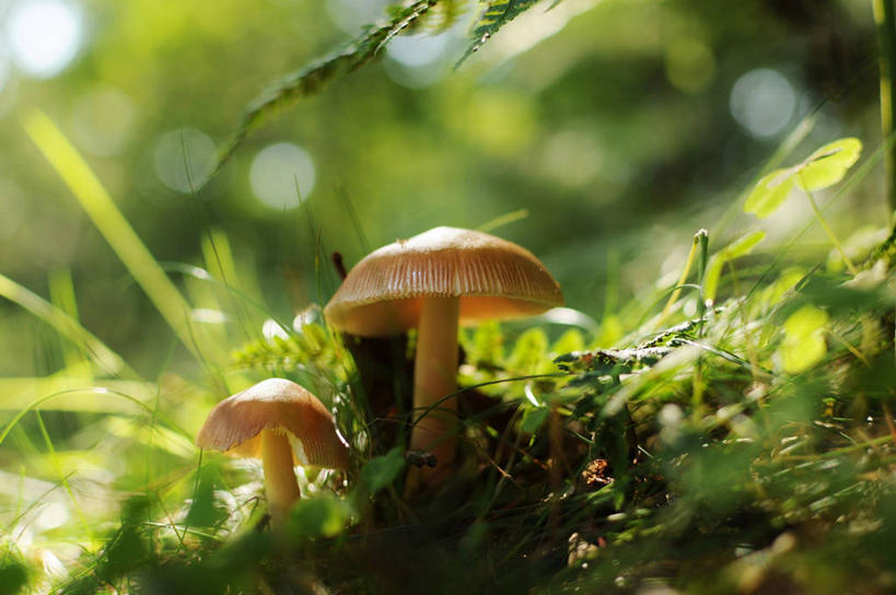 无人,横图,室外,特写,白天,英国,蘑菇,自然,摄影,生长,脆弱,清新,毒蘑菇,彩图