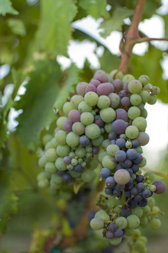 无人,竖图,室外,特写,白天,农业,葡萄,叶子,意大利,欧洲,枝,首都,串,饮食,葡萄园,红色,绿色,摄影,生长,西西里,南欧,清新,意大利共和国,西西里岛,墨西拿,彩图,墨西拿省