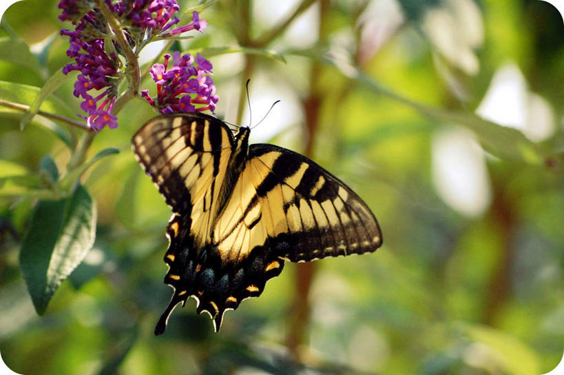 无人,横图,室外,白天,美景,野生动物,蝴蝶,叶子,美国,昆虫,景观,花,紫色,自然,动物,景色,摄影,自然风光,维吉尼亚,罗阿诺克,彩图