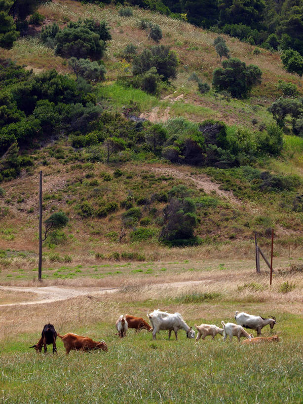无人,竖图,室外,白天,旅游,度假,美景,山,希腊,岛,景观,娱乐,草,自然,享受,休闲,家畜,景色,放松,摄影,牲畜,灌木,自然风光,斯基亚索斯岛,山羊,彩图