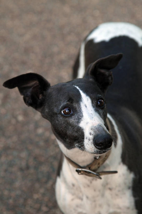 无人,竖图,室外,白天,宠物,狗,澳大利亚,家畜,摄影,小灵狗,新南威尔士,彩图,好奇心