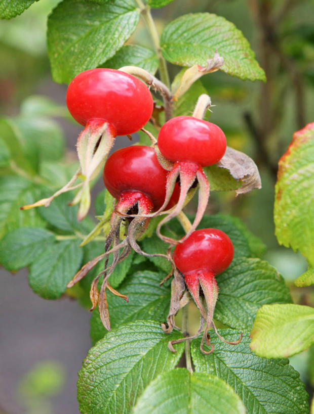无人,竖图,室外,特写,白天,萝卜,叶子,英国,首都,饮食,树,自然,摄影,生长,清新,彩图